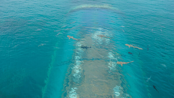 Ithaa Underwater Restaurant