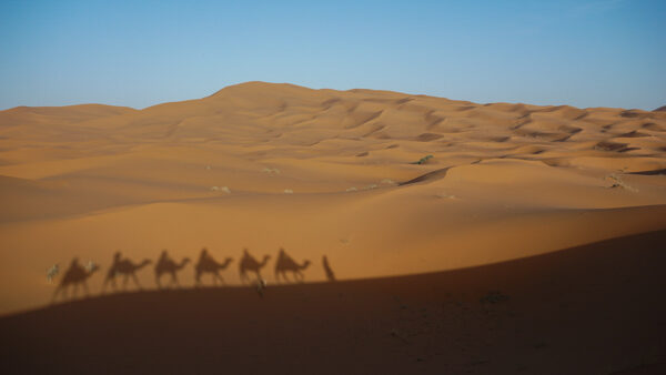 Shadows of Wanderers