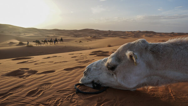 Sleepy Camel