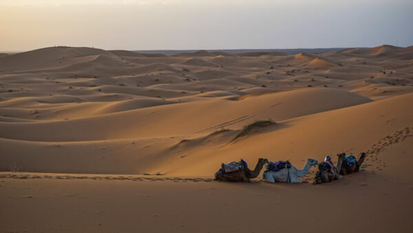 Going Out into the Desert