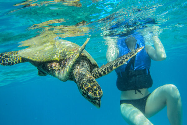 Snorkeling with a Turtle on Praslin