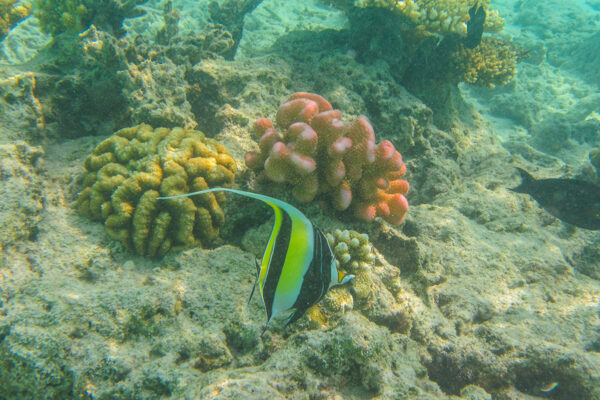 Snorkeling on Fulidhoo