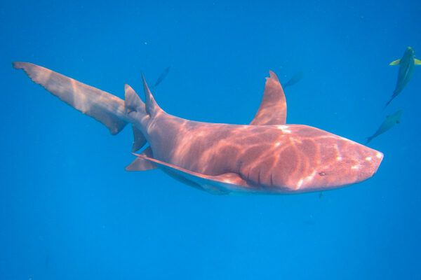 Nurse Shark Snorkeling on Fulidhoo