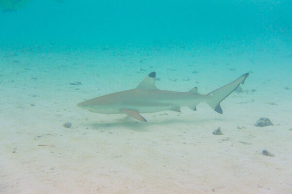 Black Tip Reef Sharks are Everywhere