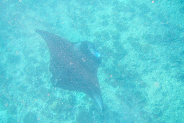 Snorkeling with a Manta Ray in the Maldives