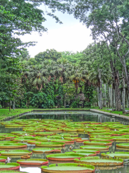 Park in Mauritius