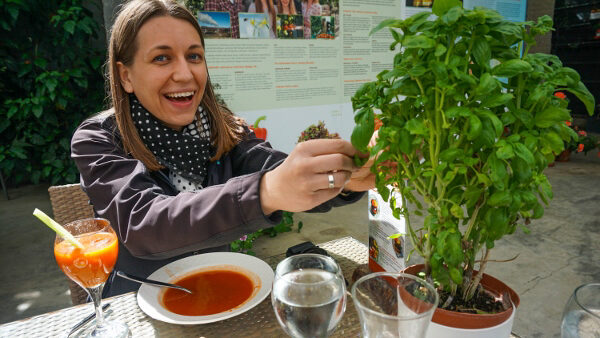 Tomato Soup and Basil Plant from Fridheimar Farm