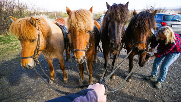 The punk rockers of Iceland are... horses.