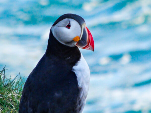 Puffins in Iceland from Borgarfjordur Eystri