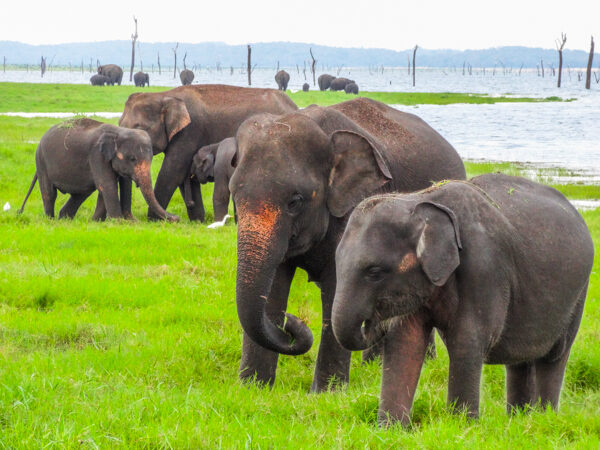 Elephants in Kaudulla National Park