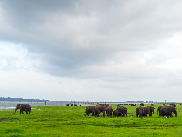 Elephant Migration in Sri Lanka