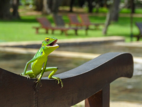 Colorful Lizard