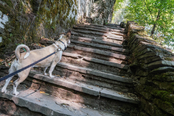 Steep Stairs at Robert H Treman State Park