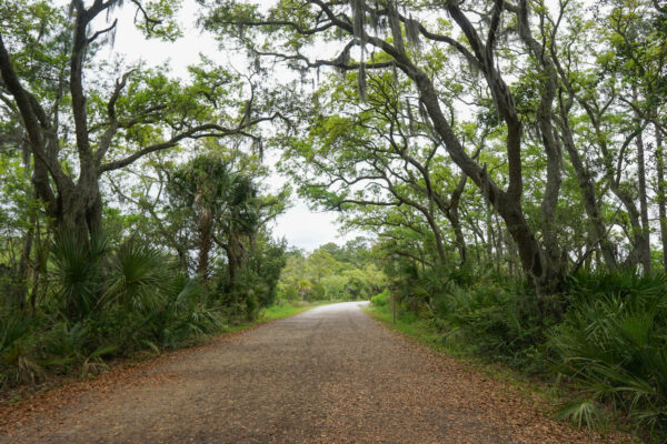 Forested Area at Pinckney Island