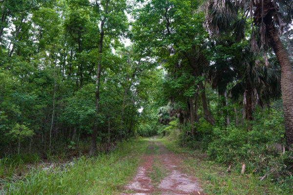 Trail at Pinckney Island Wildlife Refuge