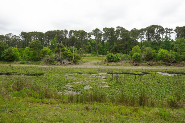 Marshy lake at Pinckney Island, SC