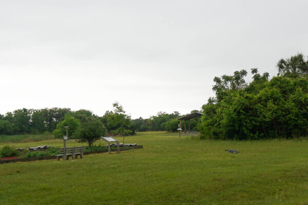 Alligator at Pinckney Island