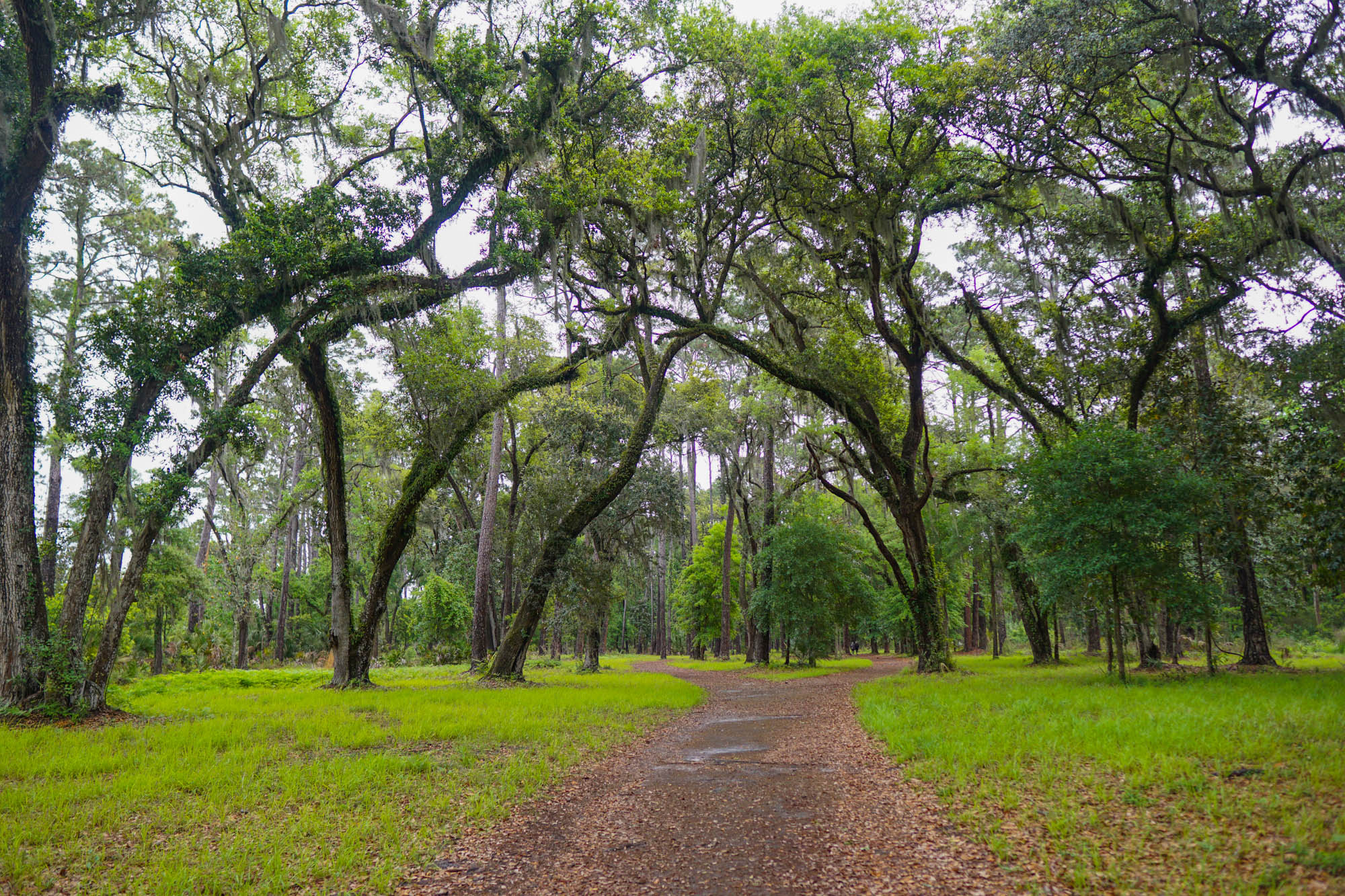 Trees at Sea Pines Forest Preserve