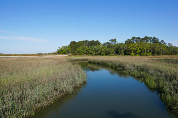 Salt Marsh at Low Tide