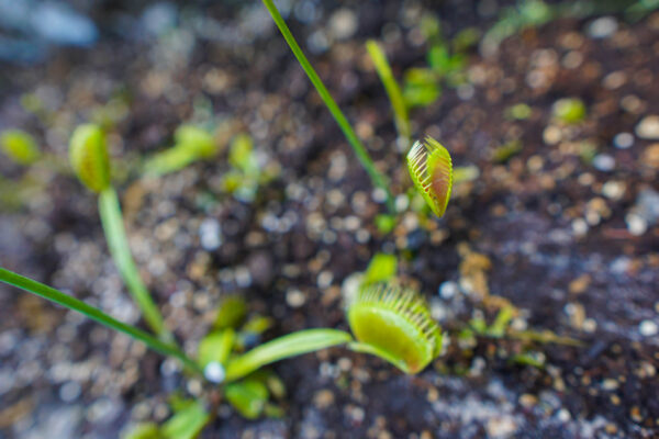 Venus Fly Traps