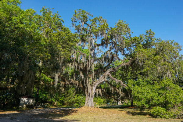 Spanish Moss in Hilton Head