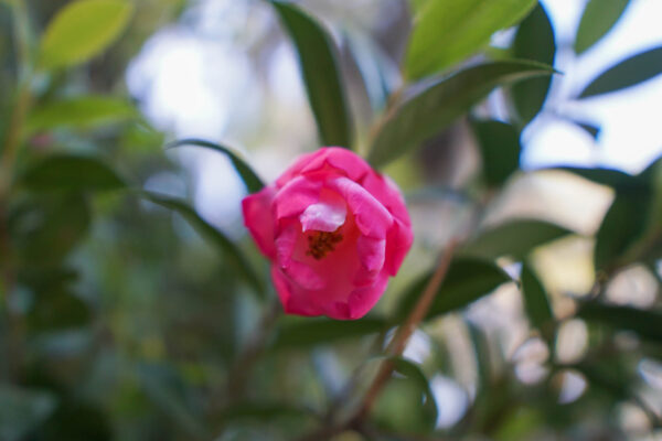 Native South Carolina Flowers