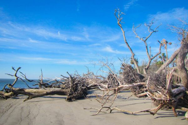 Driftwood Trees on Little Tybee