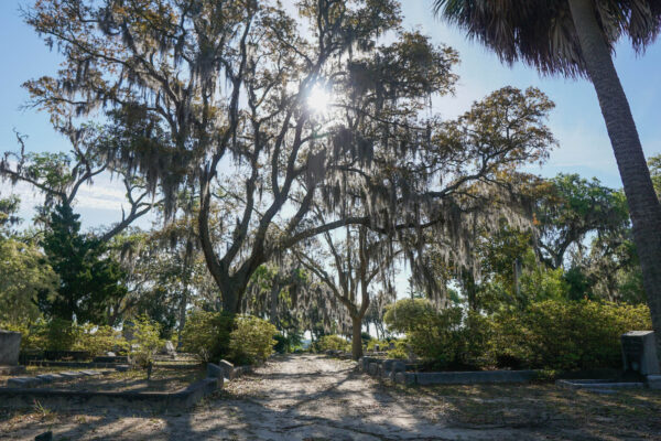 Oak Trees and Spanish Moss at Bonaventure