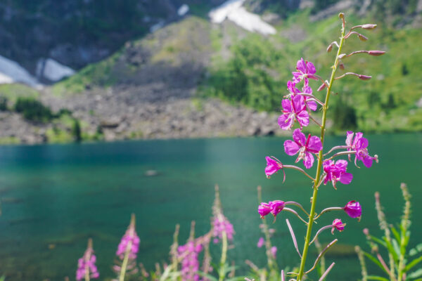 Wildflower at Lake Twenty Two