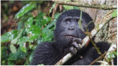 Mountain Gorilla in Uganda