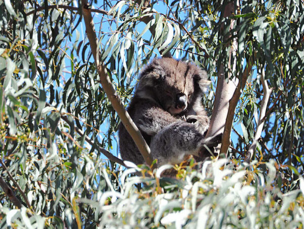 Koala in Australia