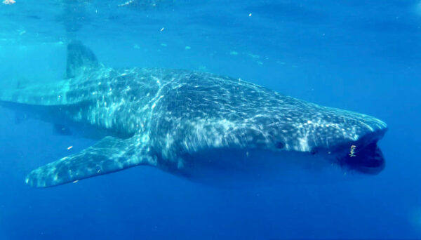 Snorkeling with Whale Sharks in Holbox, Mexico