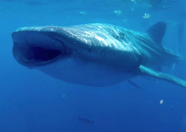 Whale Shark in Holbox