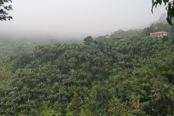 Jungles in Colombia