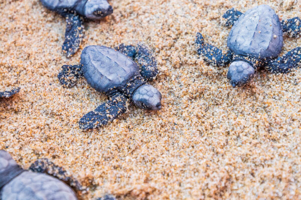 Baby Turtles in Todos Santos