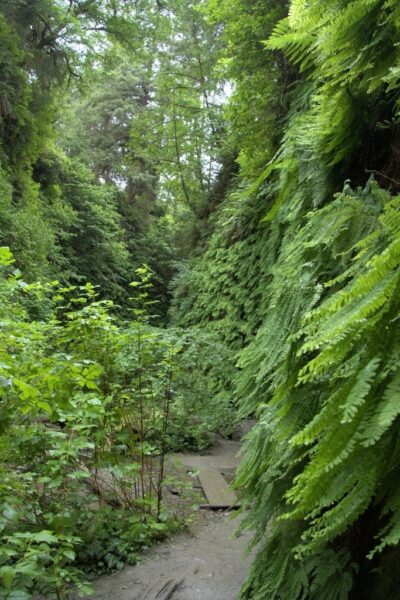 Fern Canyon