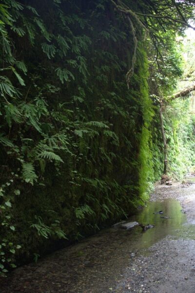 Fern Canyon