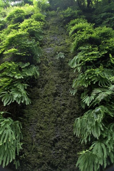 Fern Canyon