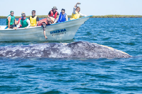 Grey Whales in Loreto