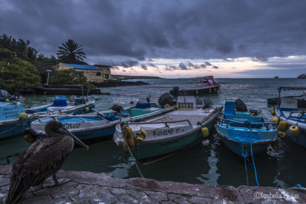 Puerto Ayora at Night