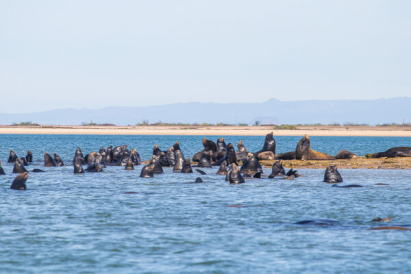 Sea Lions in Baja Mexico