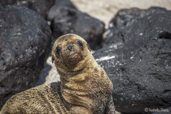 Baby Sea lion