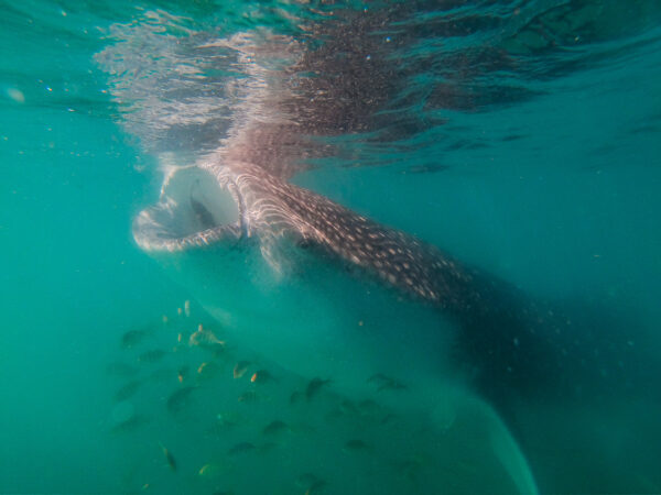 Whale Sharks in La Paz Mexico