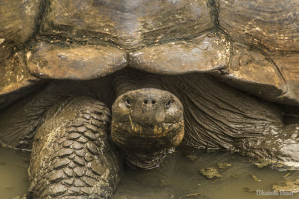 Giant Turtle in the Galapagos