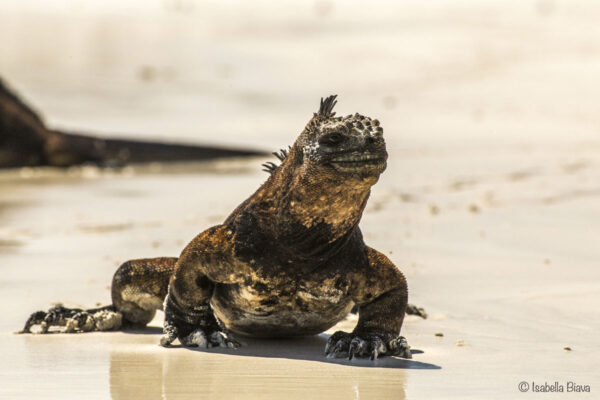 Iguana on the Beach