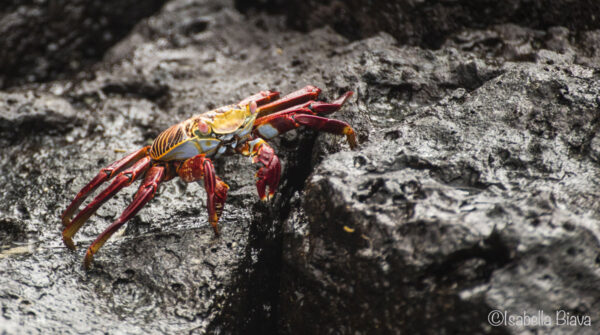 Red Crab in the Galapagos