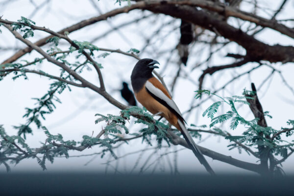 Bird in Ranthambore National Park