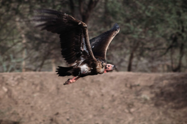 Safari in Ranthambore National Park