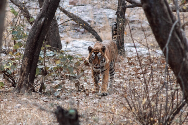 Ranthambore National Park tigers