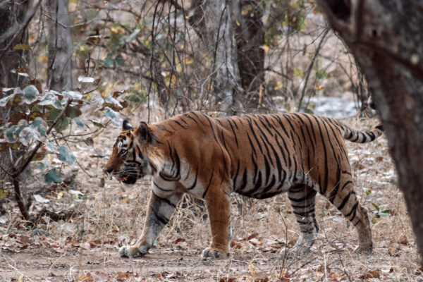 Tigers in Ranthambore National Park